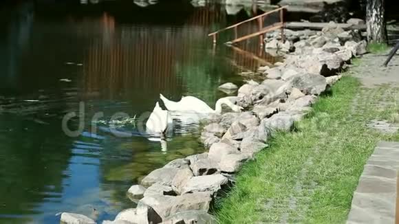 天鹅在乌克兰湖游泳视频的预览图