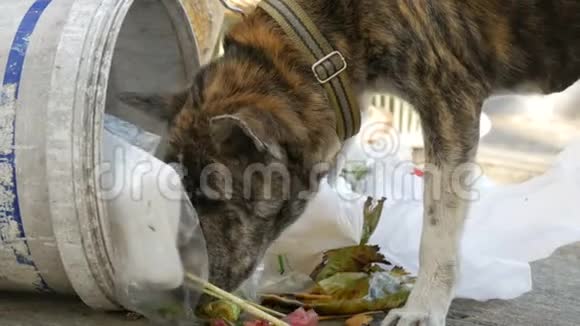 无家可归的虎色狗正在街上的垃圾桶里寻找食物流浪动物的问题视频的预览图