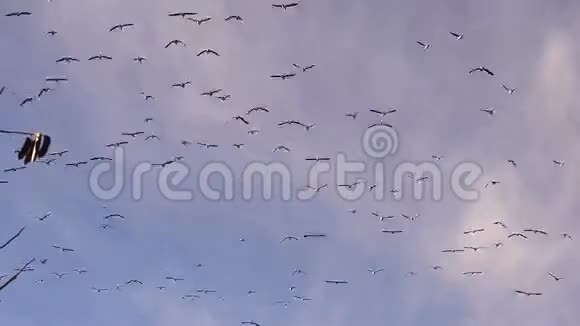 大型雀鸟鹅飞越南部迁徙野生动物视频的预览图