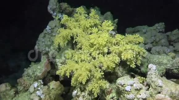 红海深海沙底的绿色软珊瑚视频的预览图