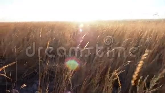 光环日落时金色的草地镜头穿过麦穗走向天边的夕阳它视频的预览图