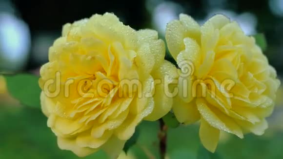 两朵黄色玫瑰在雨滴中视频的预览图