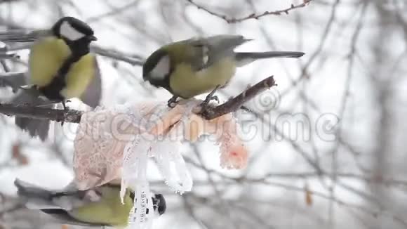 些鸟大滴啄着绑在树枝上的肥肉特写镜头视频的预览图