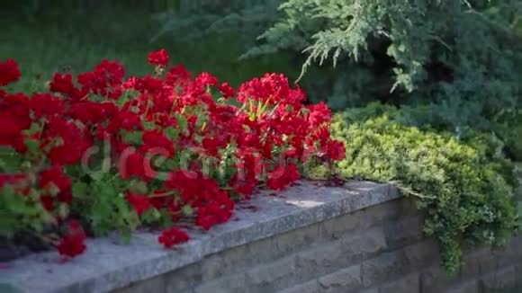 花园里的红花床视频的预览图