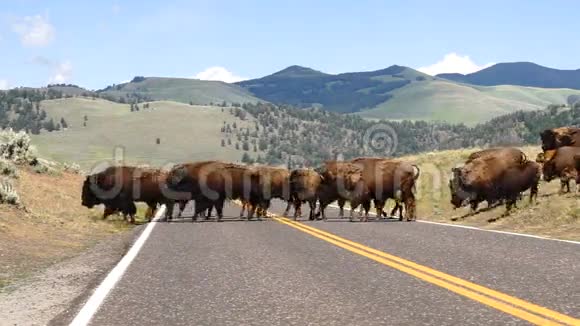 野生动物水牛公牛监督路穿越黄石国家公园视频的预览图