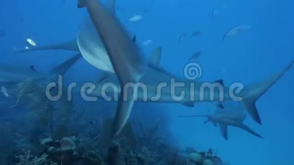 加勒比海潜水者附近漂浮着许多暗礁鲨鱼视频的预览图