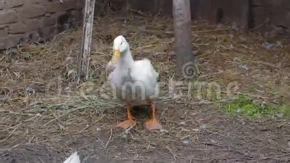 两只家养的白鸭在他的围场2视频的预览图