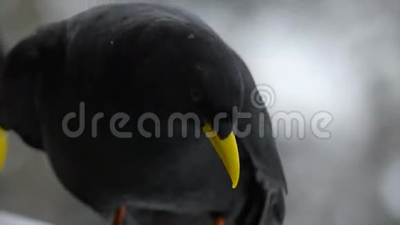 鸟黄喙乌鸦特写100fps慢动作视频的预览图