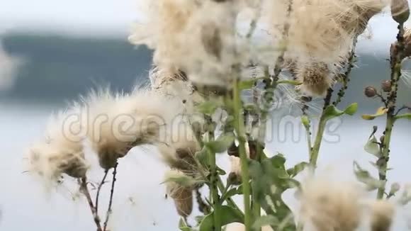 户外植物视频的预览图