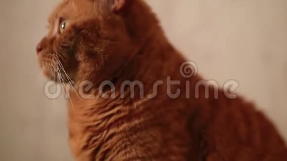 英国大红猫静静地坐着转过头视频的预览图