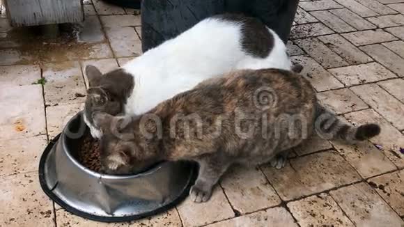 两只家猫在碗里分享宠物食物视频的预览图