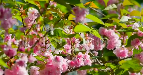 蜜蜂飞过盛开的粉红色樱桃视频的预览图