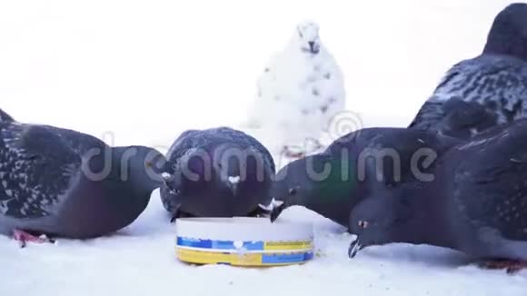 冬天的一大群鸽子在冬天的公园里吃小米媒体公园里吃谷子的街鸽视频的预览图