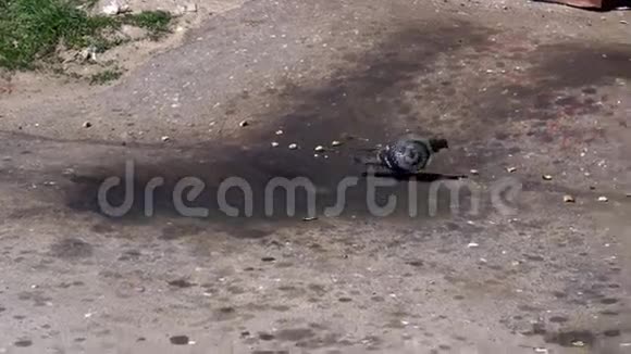 寂寞的鸽子咬垃圾里的面包视频的预览图