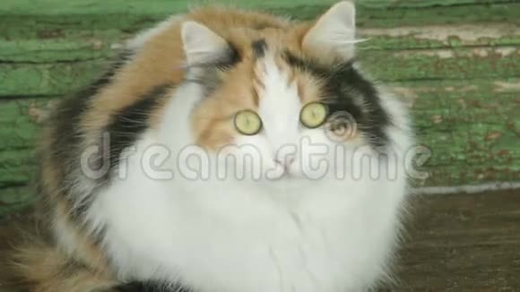 这只猫坐在俄罗斯乡间别墅的门廊上视频的预览图