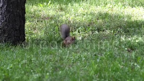 松鼠在公园里吃东西视频的预览图