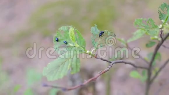 蔬菜甲虫正在绿叶上吃视频的预览图