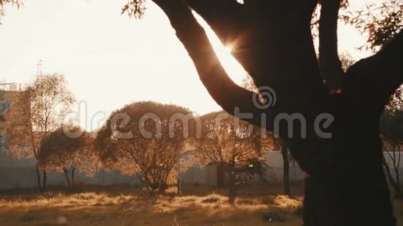 夕阳照在树上视频的预览图