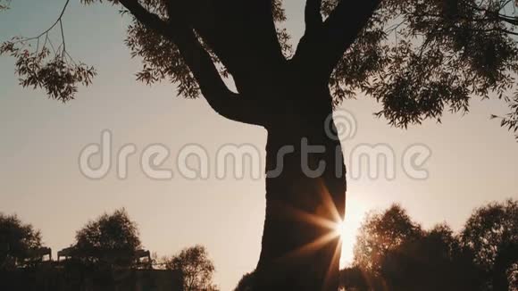 夕阳照在树上视频的预览图