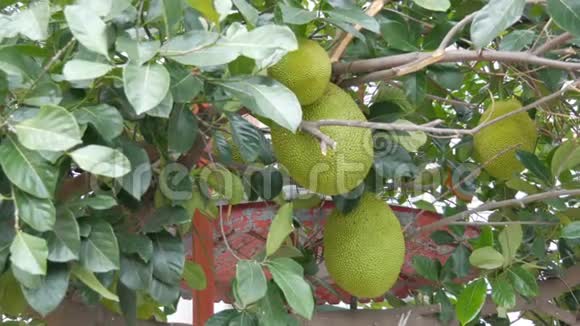 巨大的面包水果生长在泰国的街道上树上的异国水果视频的预览图