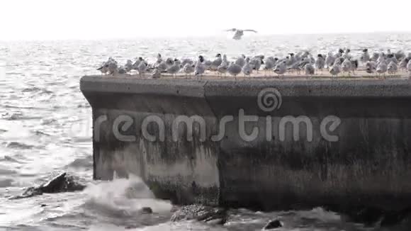 海边的海鸥视频的预览图