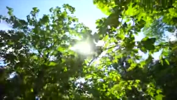 阳光透过落叶树的绿冠照耀视频的预览图