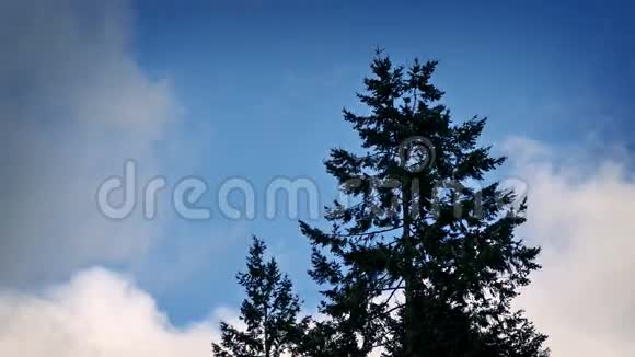 树木背光由戏剧性的蓝天视频的预览图