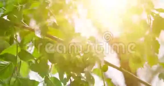 榆树叶片背光从阳光和自然软背景选择性聚焦视频的预览图
