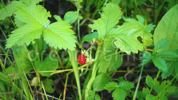 成熟的红色草莓生长在森林里视频的预览图