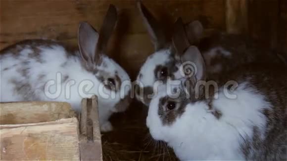 欧洲兔兔中的幼兔视频的预览图