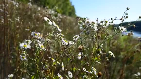 阳光透过洋甘菊的花朵视频的预览图