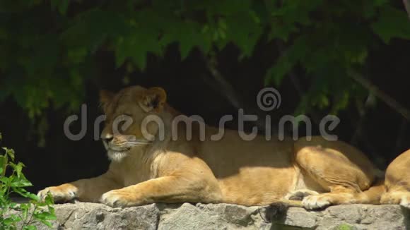 狮子睡觉或休息闭着眼睛在动物园的岩石上欣赏树上的影子视频的预览图