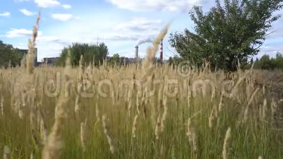 一家糖厂背景下的玉米金麦田和蓝天视频的预览图