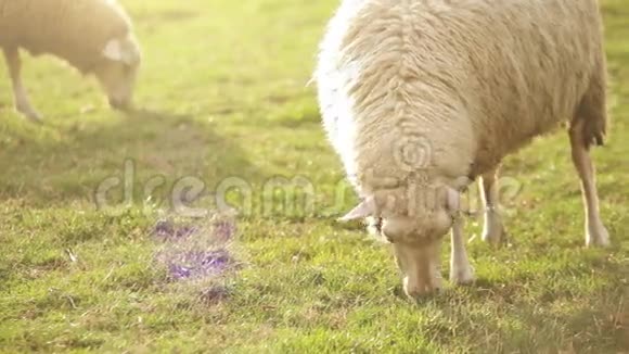 斯洛伐克共和国RuAomberok附近一个阳光明媚的下午绵羊在草地上觅食视频的预览图