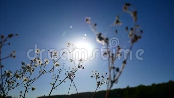 阳光透过洋甘菊的花朵视频的预览图