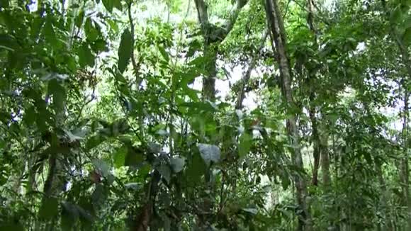 亚马逊雨林的全景拍摄视频的预览图