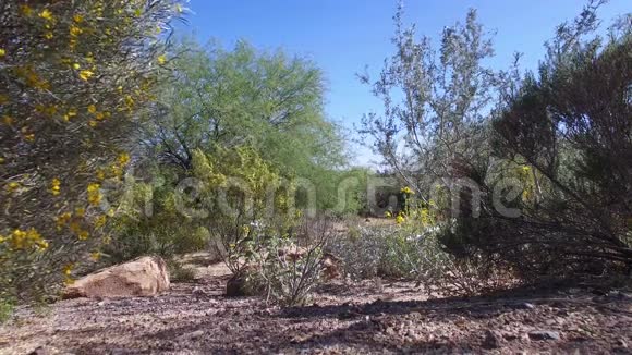 沙漠花卉和山景视频的预览图