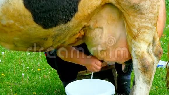 牛奶牛奶牛奶是一头牛视频的预览图