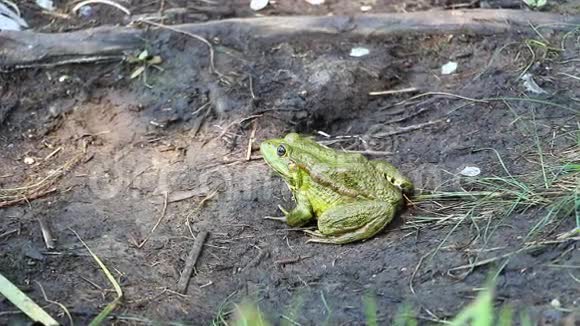 绿蛙坐在地上不动视频的预览图