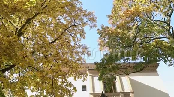 美丽的大树老别墅前有秋黄的叶子树上有黄叶的背景视频的预览图