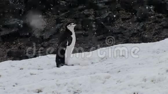 疯狂跳舞企鹅视频的预览图