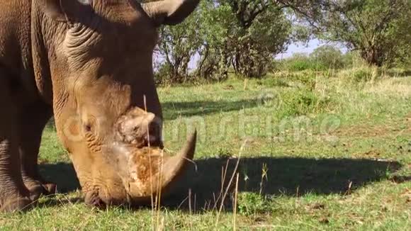 犀牛凝视着非洲的热带草原视频的预览图