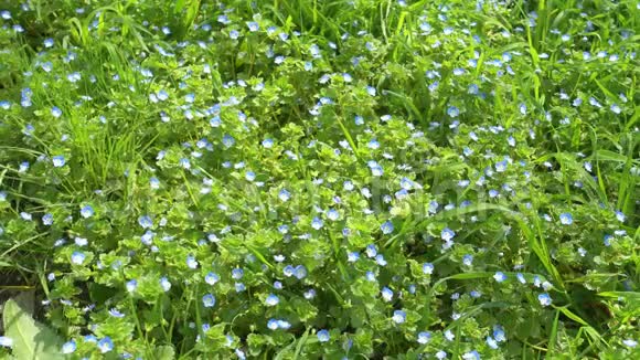 美丽的小蓝花和绿草草坪视频的预览图