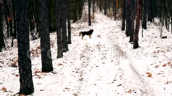有趣的狗在森林里朝主人跑过来视频的预览图