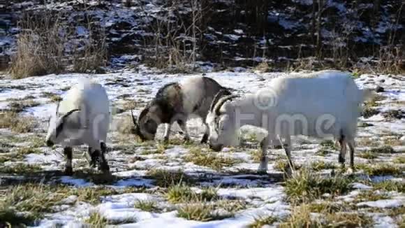 一群在冬天吃草的山羊视频的预览图