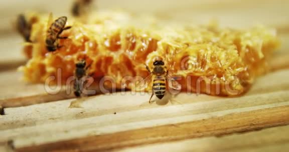 一片新蜂窝上的蜜蜂视频的预览图