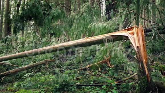 在暴风雨后穿过破树树干视频的预览图