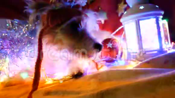 可爱的狗在新年装饰视频的预览图