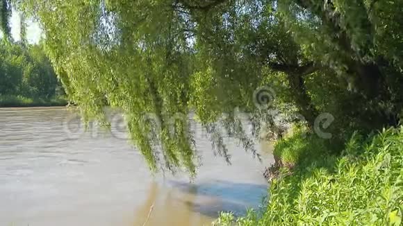 河沿河岸流着树木和草视频的预览图