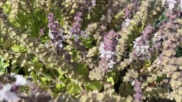 欧洲羊毛开卡蜂在盛开的罗勒草视频的预览图